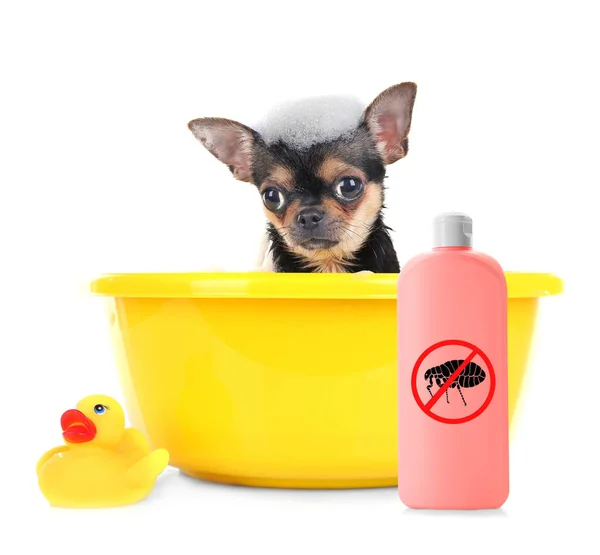 Welpe im Waschbecken und Flasche Flohshampoo — Stockfoto