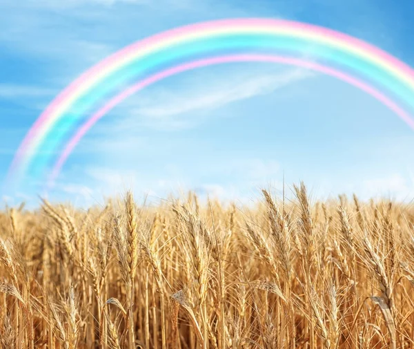 field and rainbow in sky