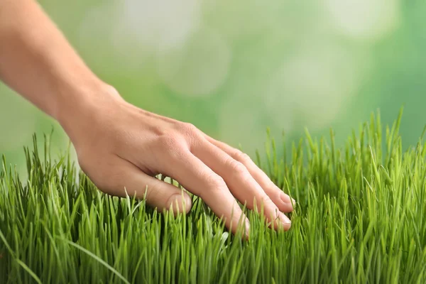 Woman touching green sprouts, close up — Stock Photo, Image