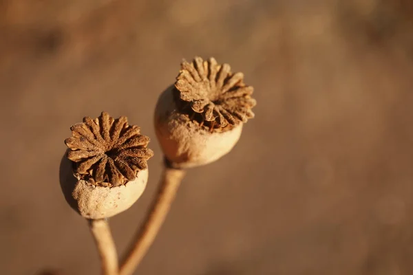 Poppy kapslar med frön på hösten fält — Stockfoto