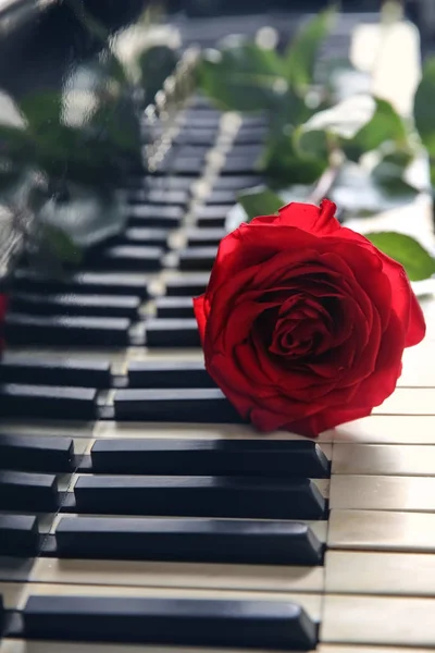 Rosa vermelha em teclas de piano, close-up — Fotografia de Stock