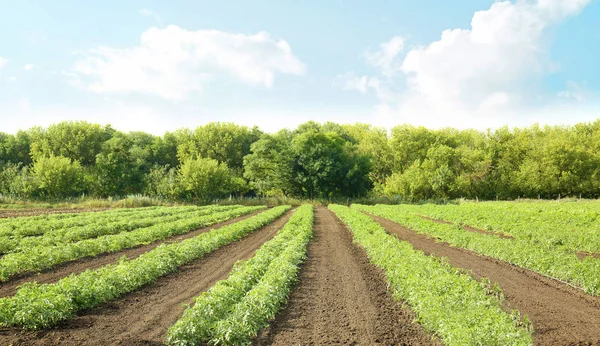 Camas de arbustos de tomate — Fotografia de Stock