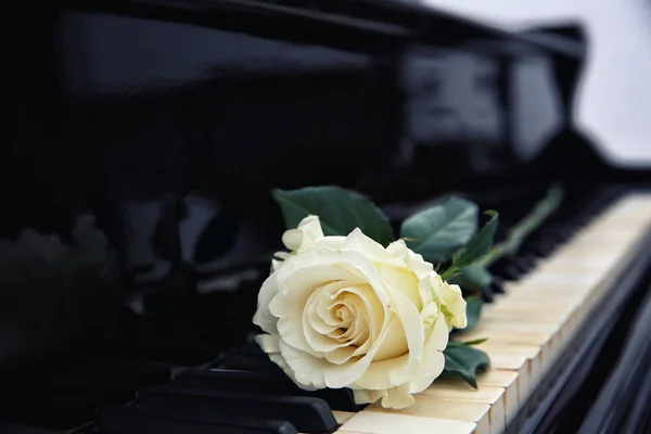 Rosa blanca en las teclas de piano, primer plano —  Fotos de Stock