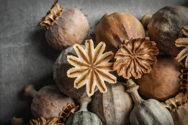 Gedroogde poppy heads op grijze achtergrond — Stockfoto