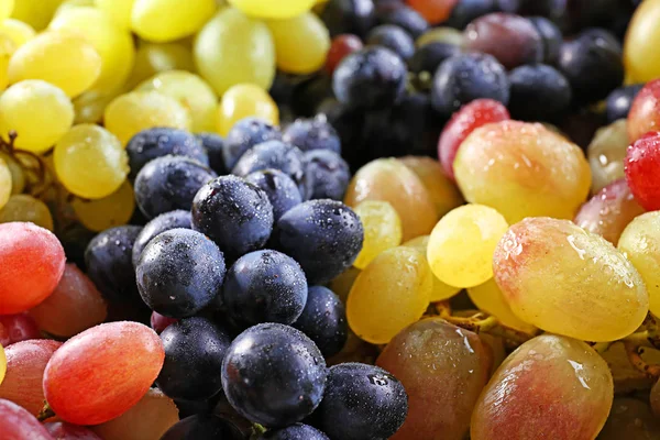Diferentes variedades de uvas — Fotografia de Stock