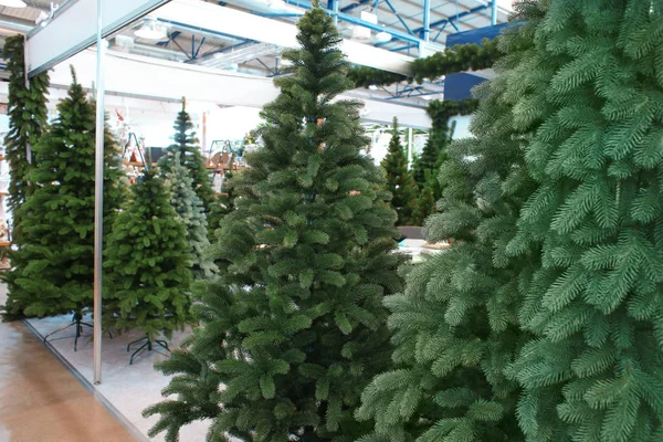 Christmas trees in shopping center — Stock Photo, Image