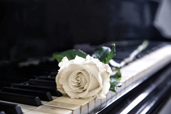Rosa blanca en las teclas de piano, primer plano —  Fotos de Stock
