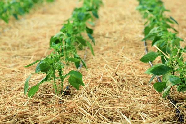 Pepper bushes in a row — Stock Photo, Image