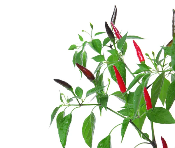 Busch mit roten Chilischoten — Stockfoto
