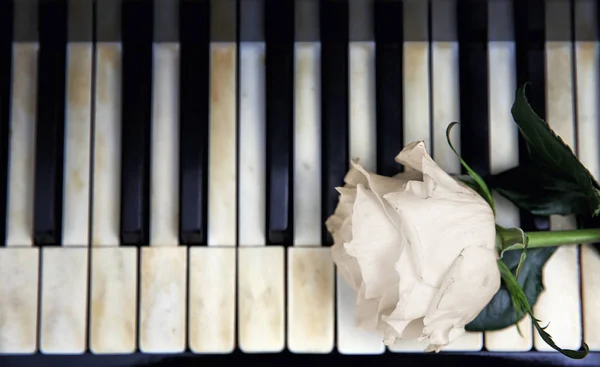 Rosa blanca y teclas de piano — Foto de Stock
