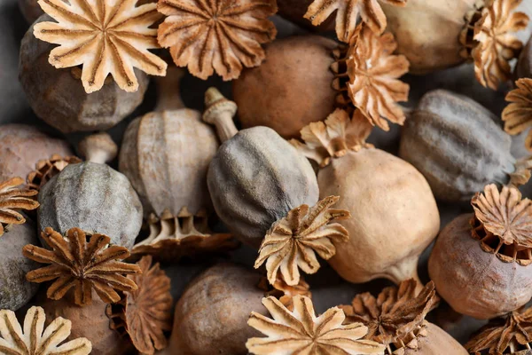 Gedroogde poppy heads, close-up — Stockfoto