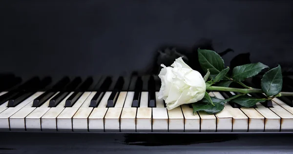 Beyaz gül ve piyano tuşları — Stok fotoğraf