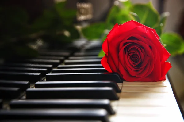 红玫瑰的钢琴键，特写 — 图库照片