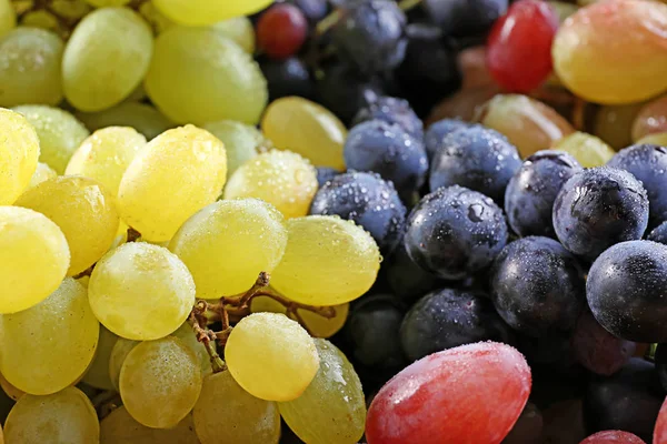 Различные сорта винограда — стоковое фото