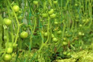 Yeşil domates büyüyen 