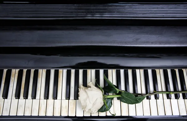 Rosa blanca y teclas de piano —  Fotos de Stock