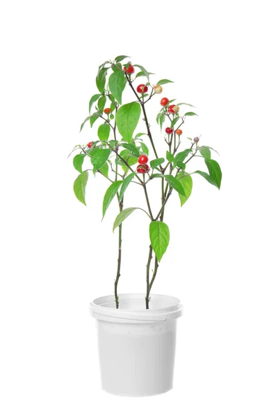 Pot with red chili peppers o — Stock Photo, Image