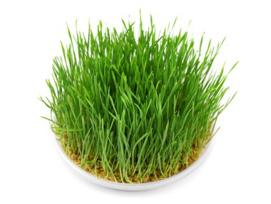 Beyaz arka plan üzerinde kapsayıcısında sağlıklı taze buğday çimen