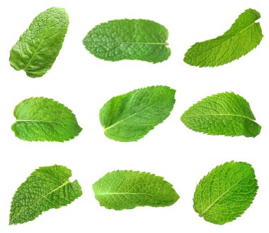 Beyaz arkaplanda taze nane yaprakları