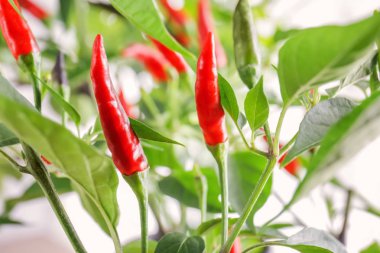 Chili peppers Bush Bahçe