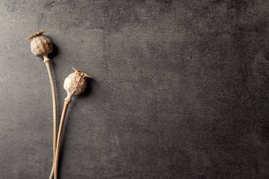 kurutulmuş haşhaş başkanları  