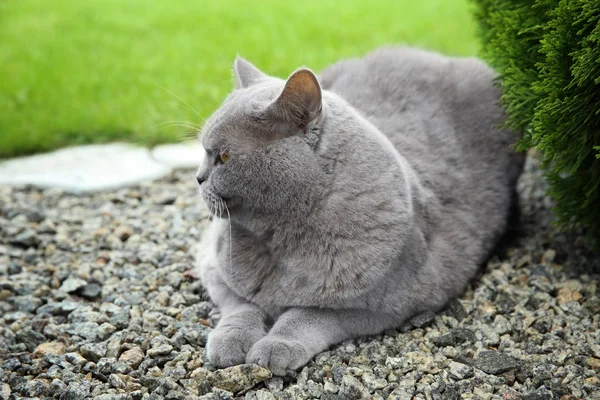 屋外の面白いの太りすぎ猫 — ストック写真