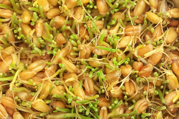 Sprouted wheat seeds — Stock Photo, Image