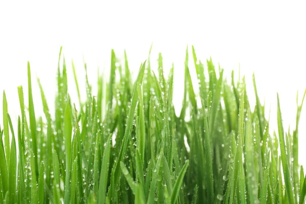 Healthy fresh wheat grass — Stock Photo, Image