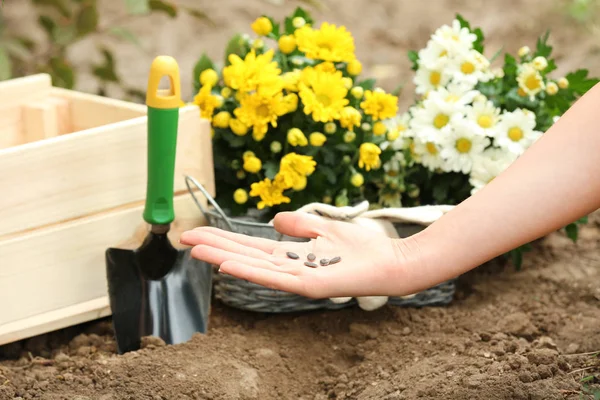 Kvinna anläggning frön nära marken — Stockfoto