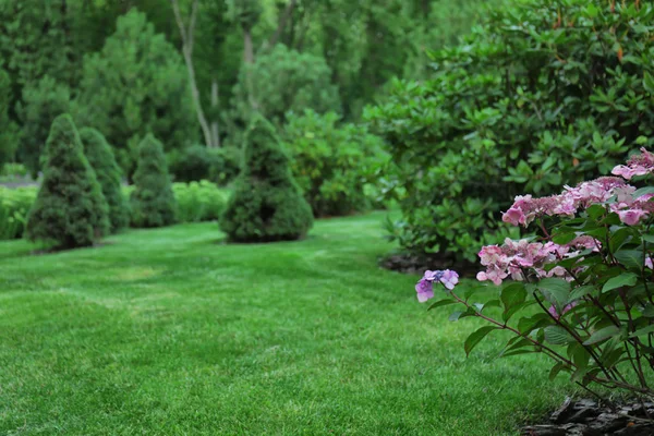 Beautiful green park — Stock Photo, Image