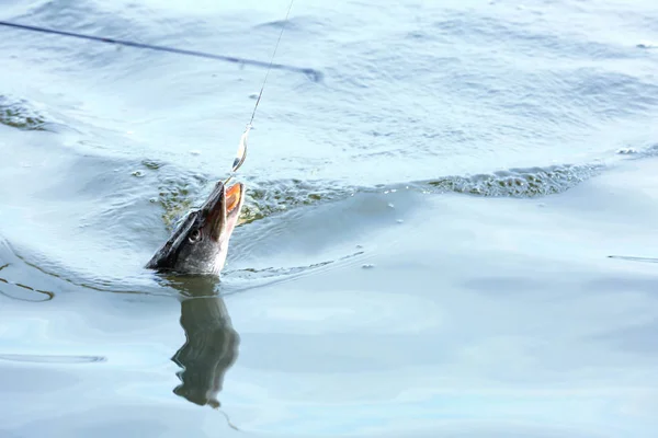 Freshwater fish on hook — Stock Photo, Image