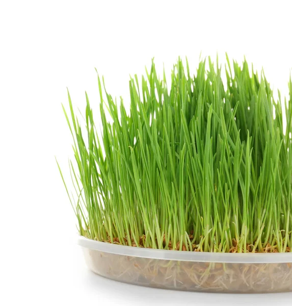 Zdravé čerstvé Pšeničné trávy — Stock fotografie