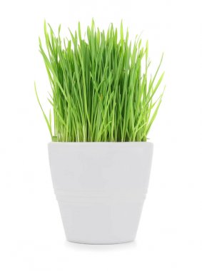 Sağlıklı taze buğday çimen 