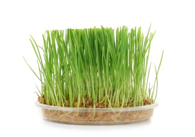 Sağlıklı taze buğday çimen 