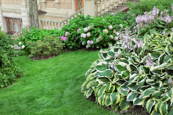 Schöner grüner Park — Stockfoto