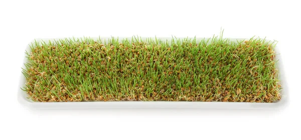 Sağlıklı taze buğday çimen — Stok fotoğraf