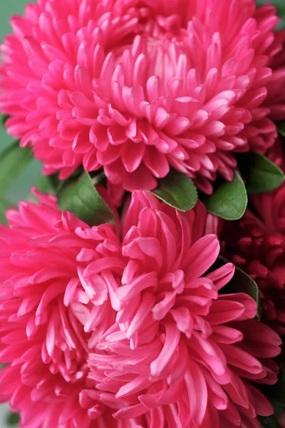 Ramo de flores de crisantemo — Foto de Stock