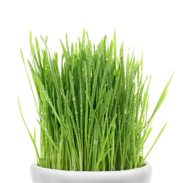Gesundes frisches Weizengras — Stockfoto