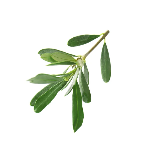 Olive tree branch on white background — Stock Photo, Image