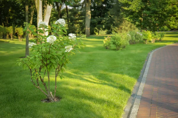 Prachtig groen park — Stockfoto