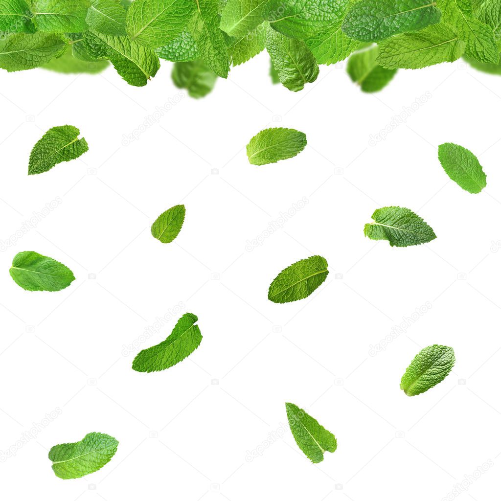 Fresh mint leaves  