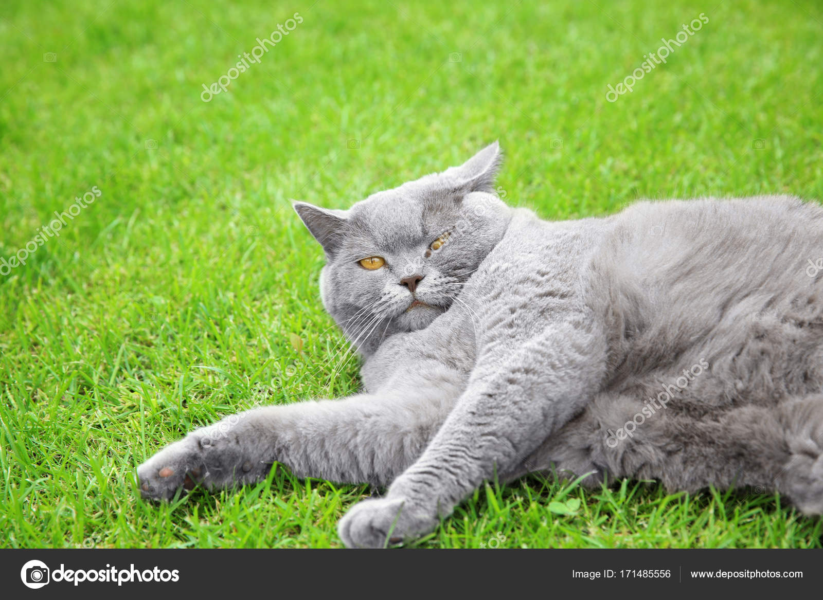 Funny Overweight Cat Lying On Green Lawn Outdoors Stock Photo