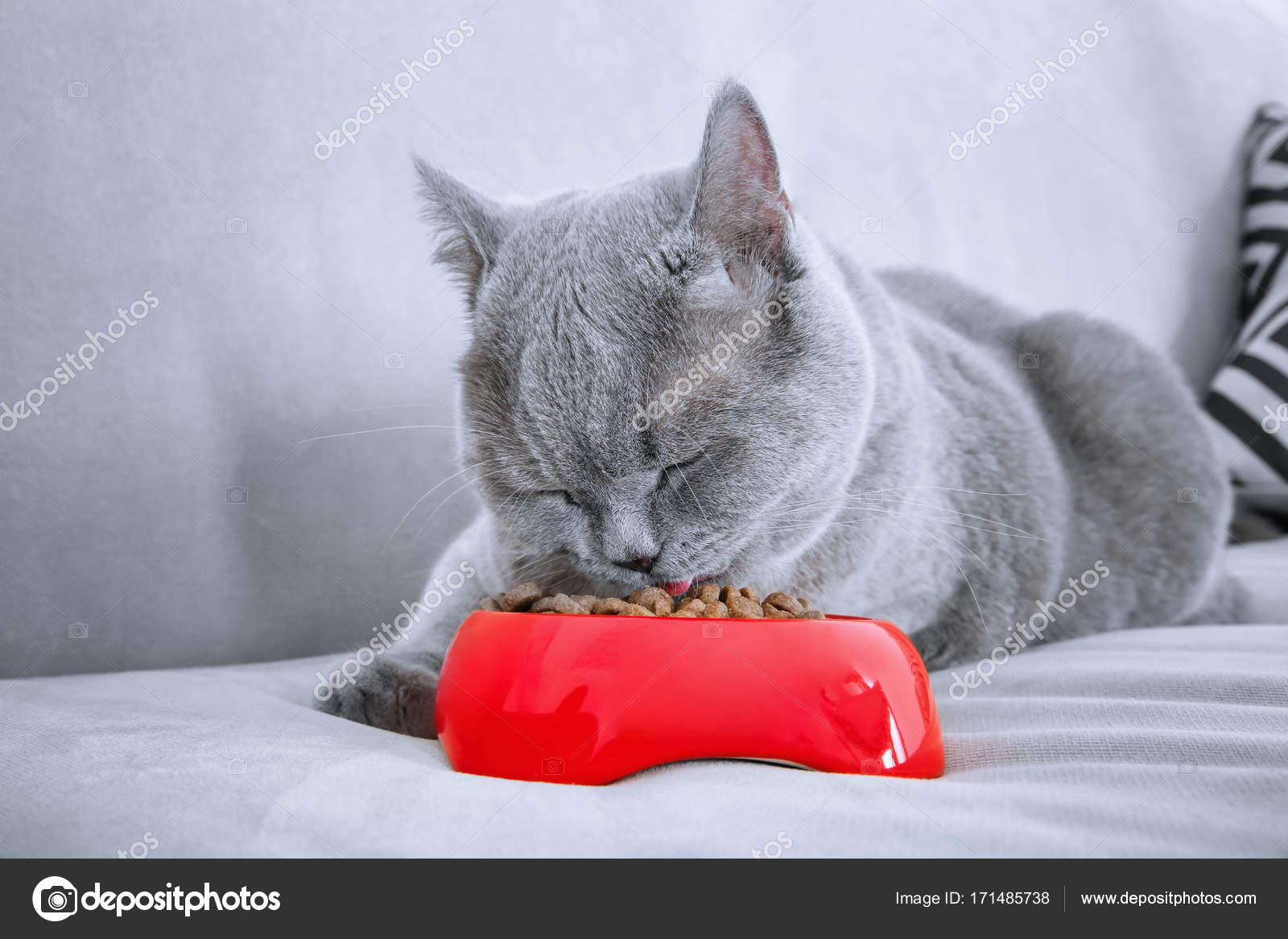 Funny Overweight Cat Eating While Lying On Sofa At Home Stock