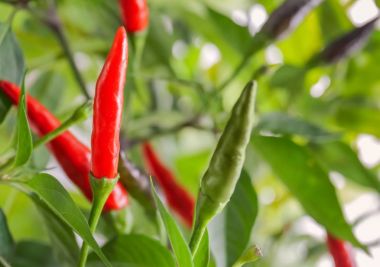 Chili peppers Bush Bahçe