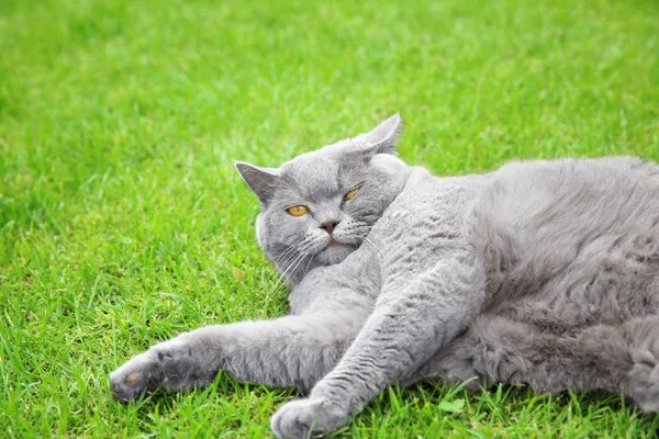 Funny overweight cat lying on green lawn outdoors — Stock Photo, Image