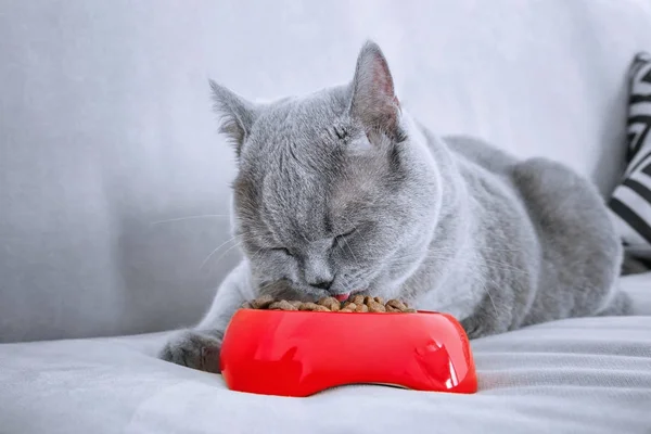 Смешной толстый кот ест, лежа дома на диване — стоковое фото