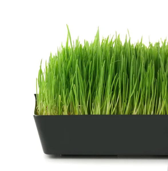 건강 한 신선한 밀 잔디 — 스톡 사진