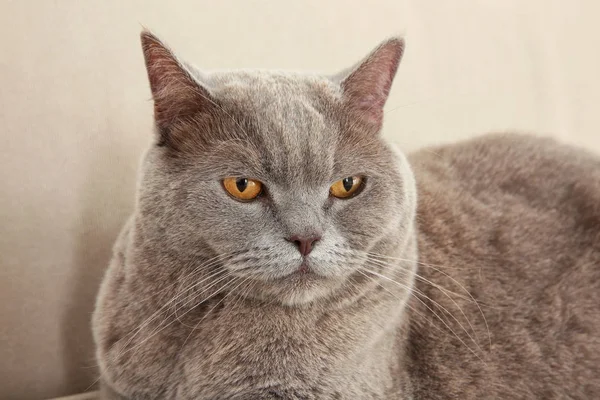 Divertente gatto in sovrappeso sdraiato sul divano a casa — Foto Stock