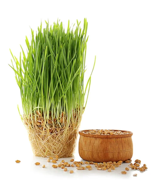 Healthy fresh wheat grass — Stock Photo, Image