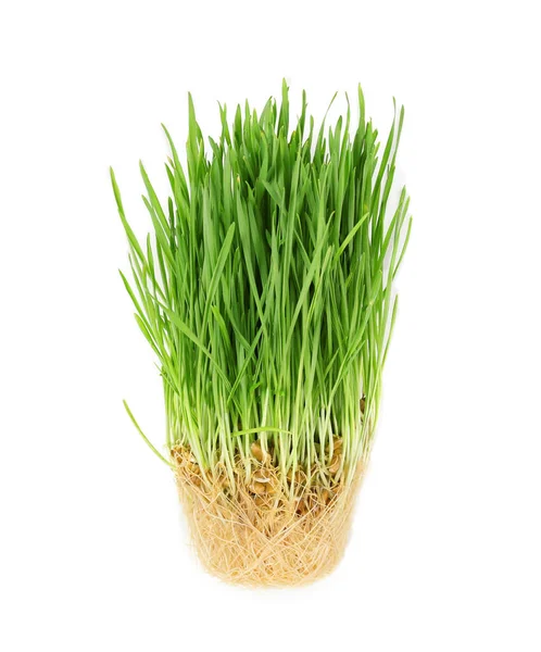 Healthy fresh wheat grass — Stock Photo, Image